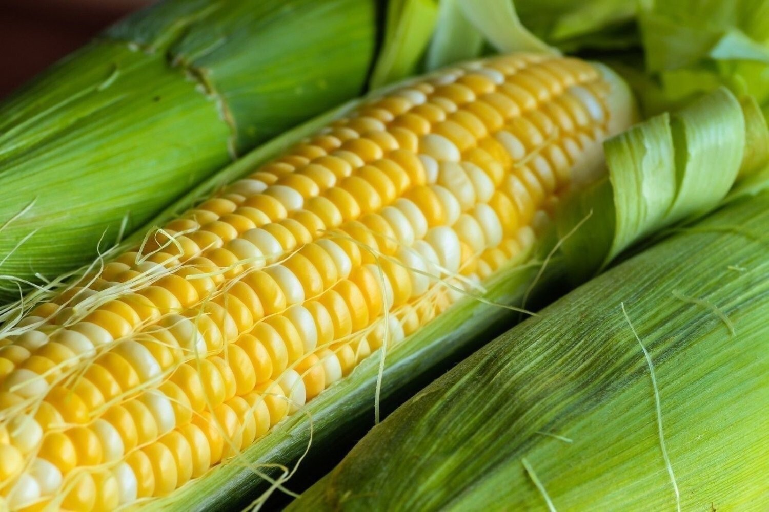 120+ Peaches and Cream Sweet Corn Seeds – Organic – Heirloom – Non Gmo — FRESH