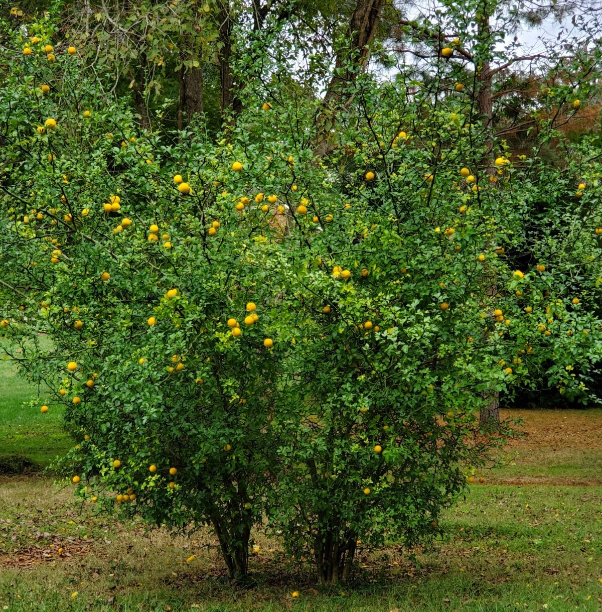 Trifoliate Citrus Orange Ornamental Poncirus Trifoliata 2023 HARVEST 100+ Seeds