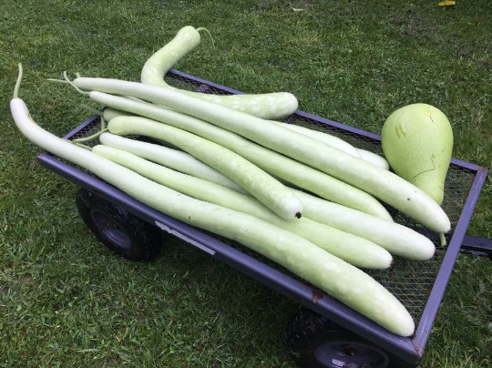 30 CUCUZZI seeds; Serpente di Sicilia; Serpent of Sicily summer squash; cucuzza