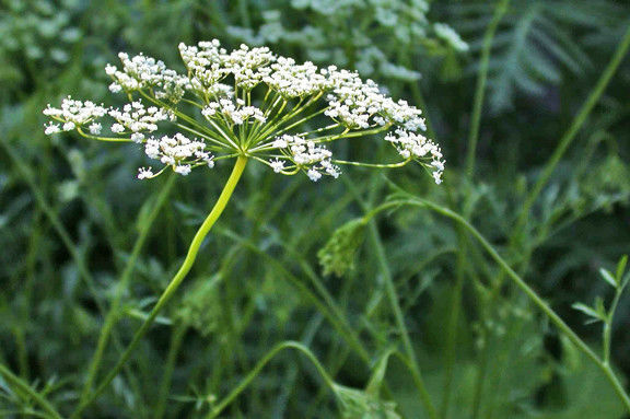 Anise Great Garden Herb Heirloom By Seed Kingdom 150 Seeds