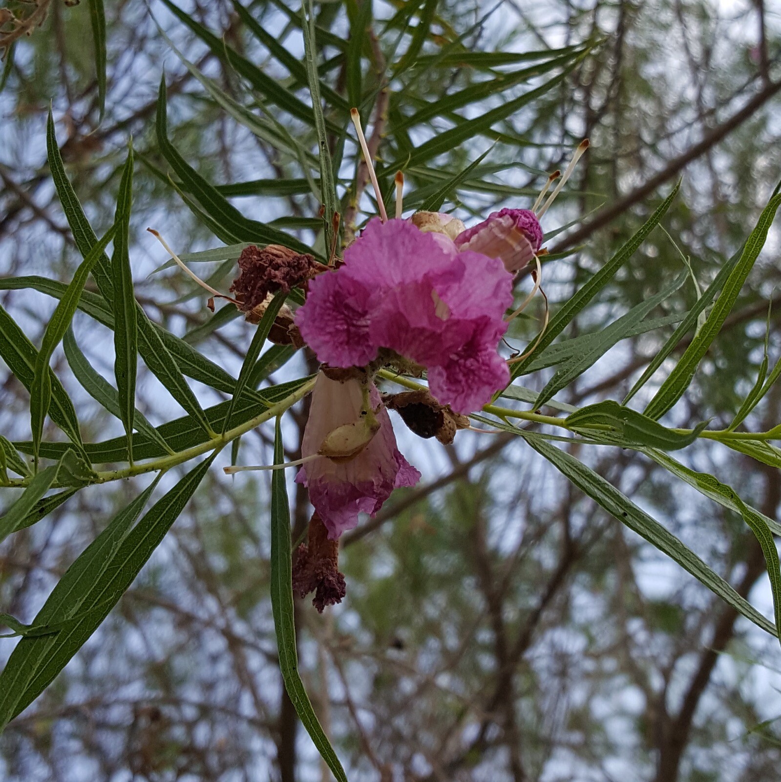 CHILOPSIS LINEARIS, TEXAS DESERT WILLOW, BOW WILLOW, MIMBRE, MXD COLORS! 30 SDS