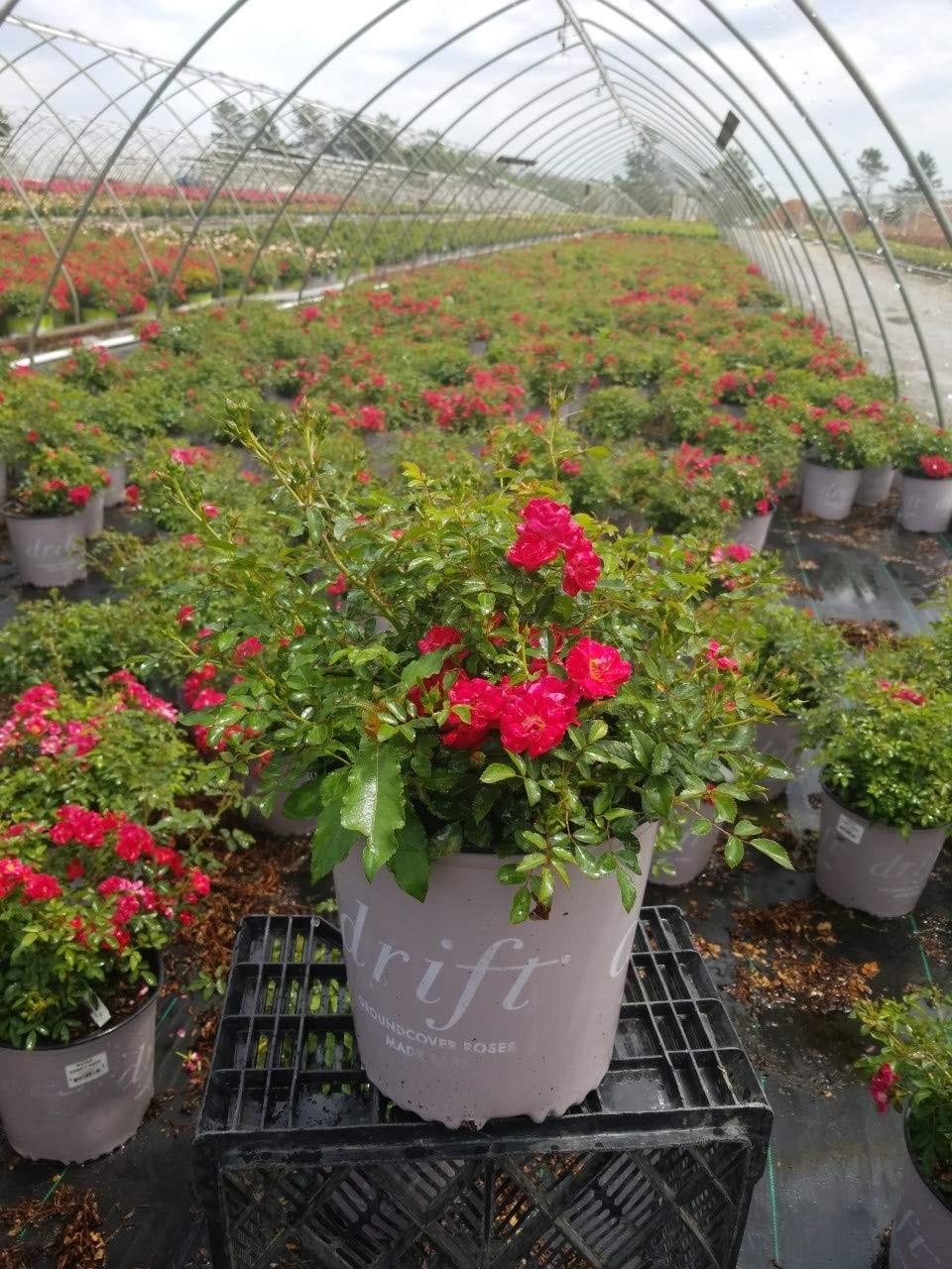 “Red Drift Roses Double Blooming, Easy Care, #2 Container Size”
