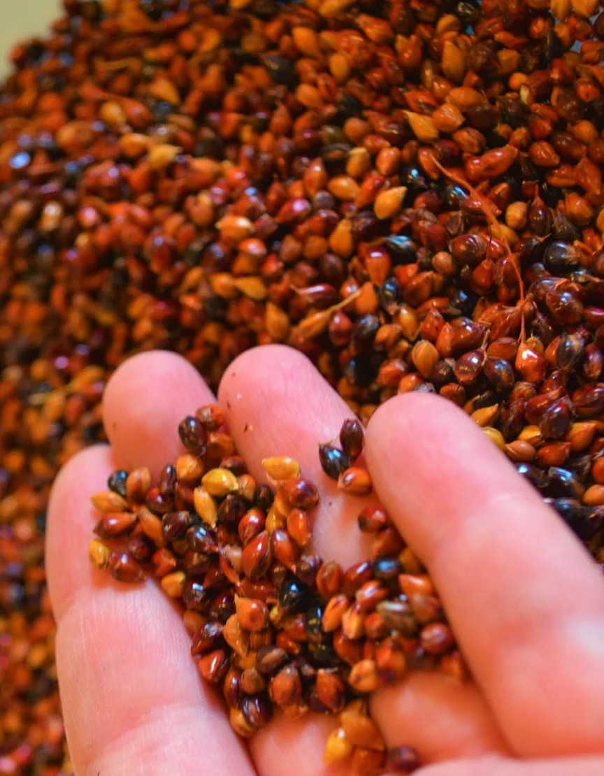 Red Broom Corn Seeds | Sorgum Bicolor Millet Mixed Colors Grain Flower Seed 2024