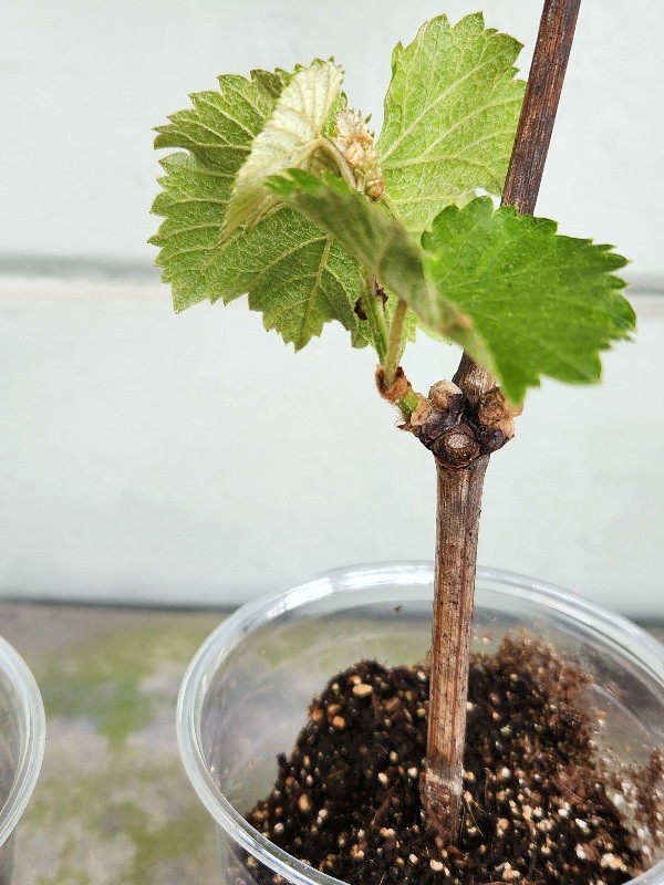 Healthy 2 Live Plant of JAPANESE KYOHO GRAPE Vine Strong Stem & Roots 巨峰葡萄