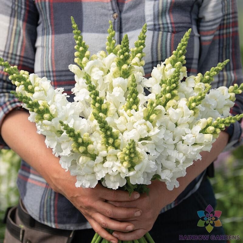 1000+ Legend White Snapdragon Seeds for Garden Planting – USA – FREE SHIPPING!