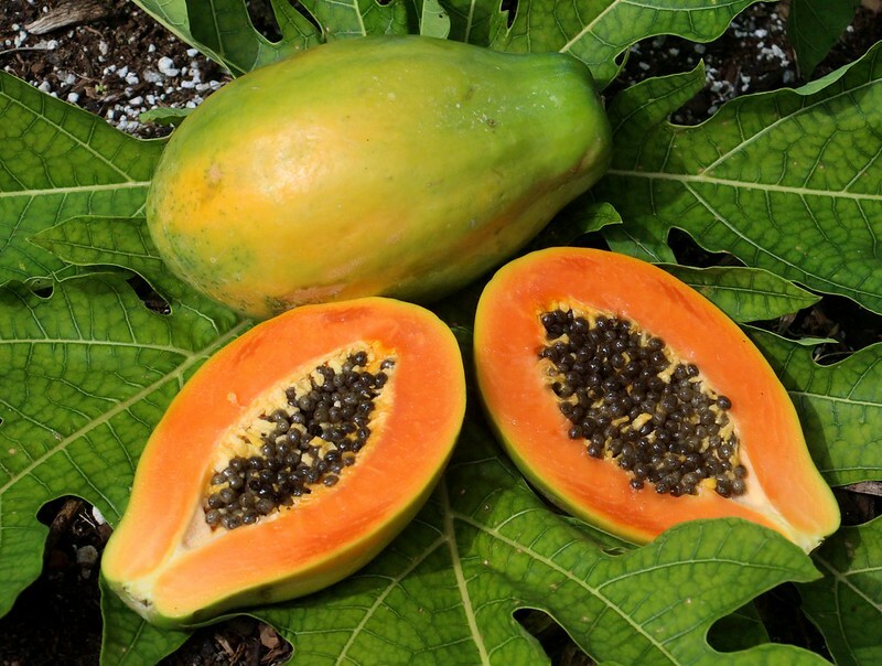 50 Original Solo Sunrise Papaya Seeds Bear Fruits Low To The Ground In 9 Months