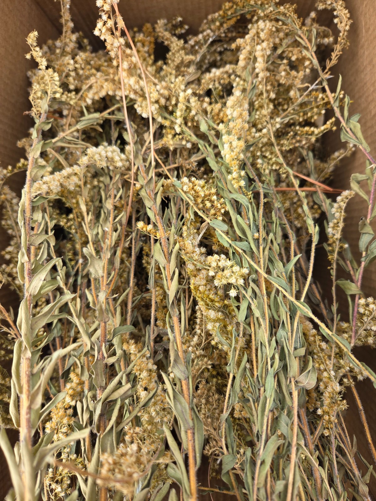 1/2 lb. Wildcrafted Florida GOLDENROD Dried Herb Flower Tops Organic