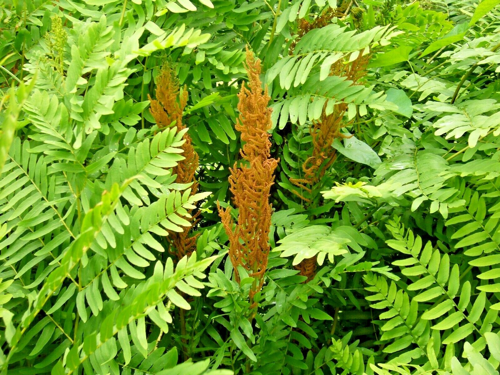 ROYAL FERN SPORES – Osmunda regalis