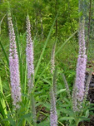 50 Light Pink VERONICA Longifolia / SPIKE SPEEDWELL Flower Seeds *Flat S/H