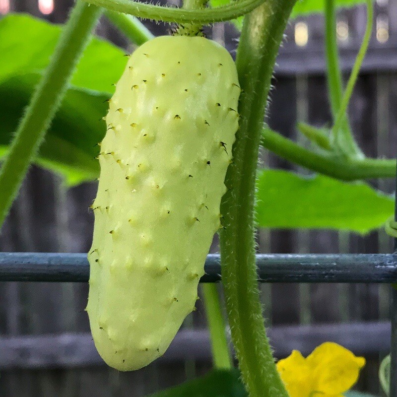 200+ SEEDS Organic Salt and Pepper Cucumber for Planting