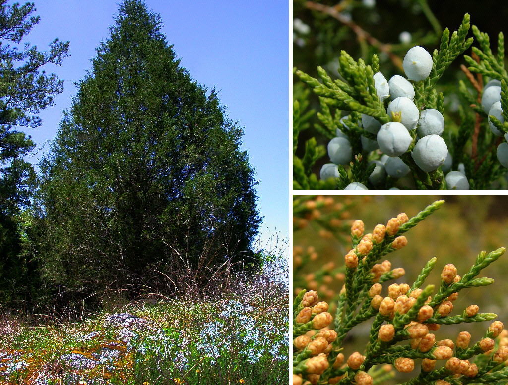 Eastern Red cedar, Juniperus virginiana, Tree Seeds (Hardy Fragrant Evergreen)