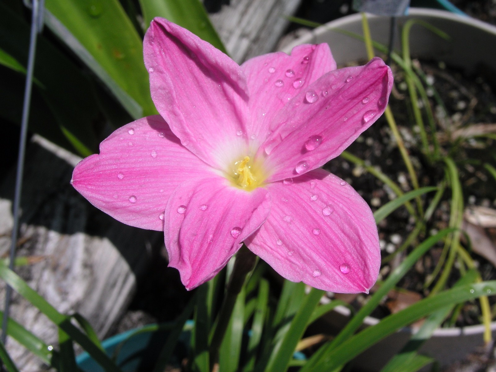 Rain Lily, Zephyranthes Labufarosea Pink Panther, 3 bulbs, NEW, habranthus