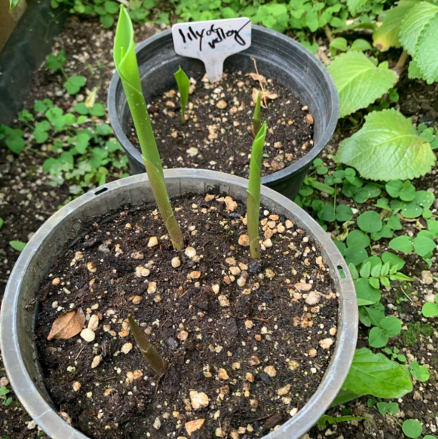 Lily of the Valley – 10 Fresh Roots – Ready for Planting – No Shipping AK,HI, PR