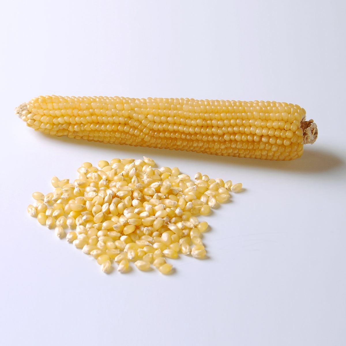 50 White Popcorn Seeds Medium White Hulless and Tender
