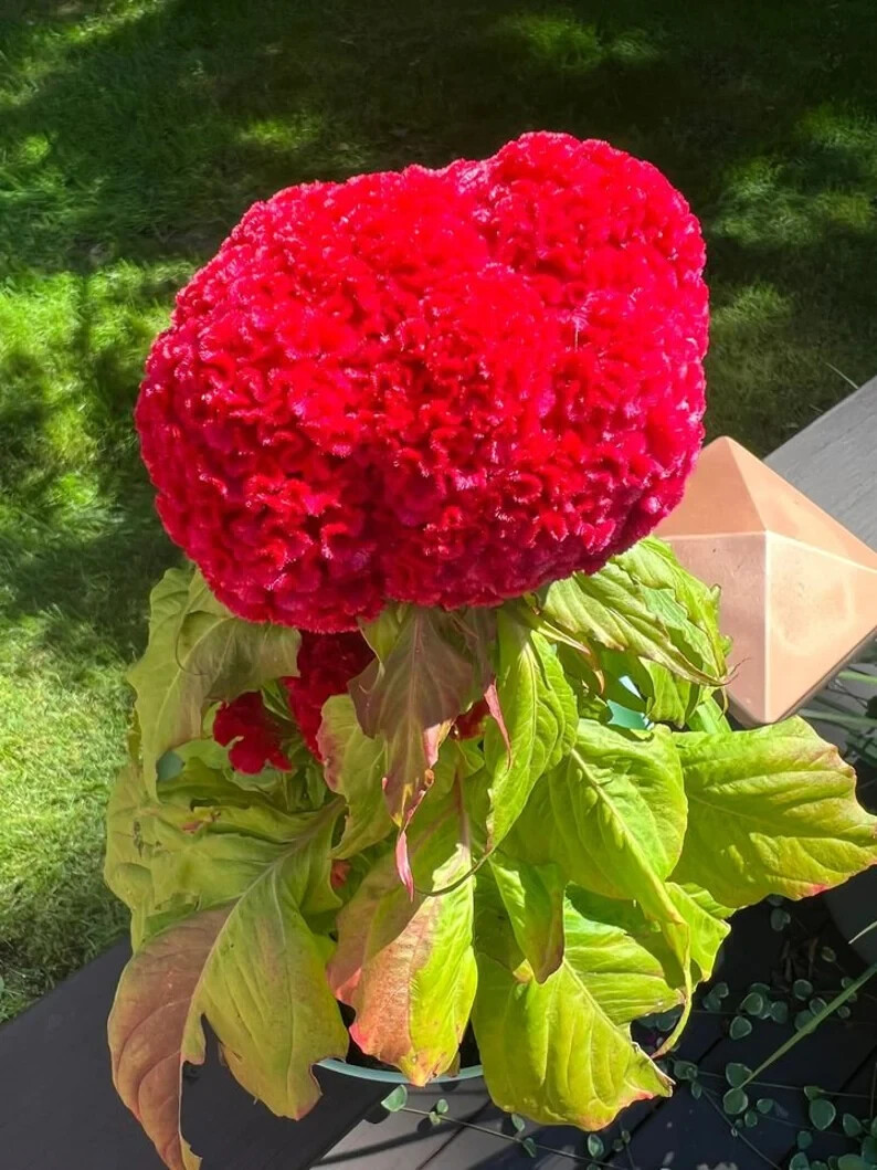 200 Dwarf Pink Celosia Cristata Cockscomb Seeds. USA Seeds. Organic. Ships free