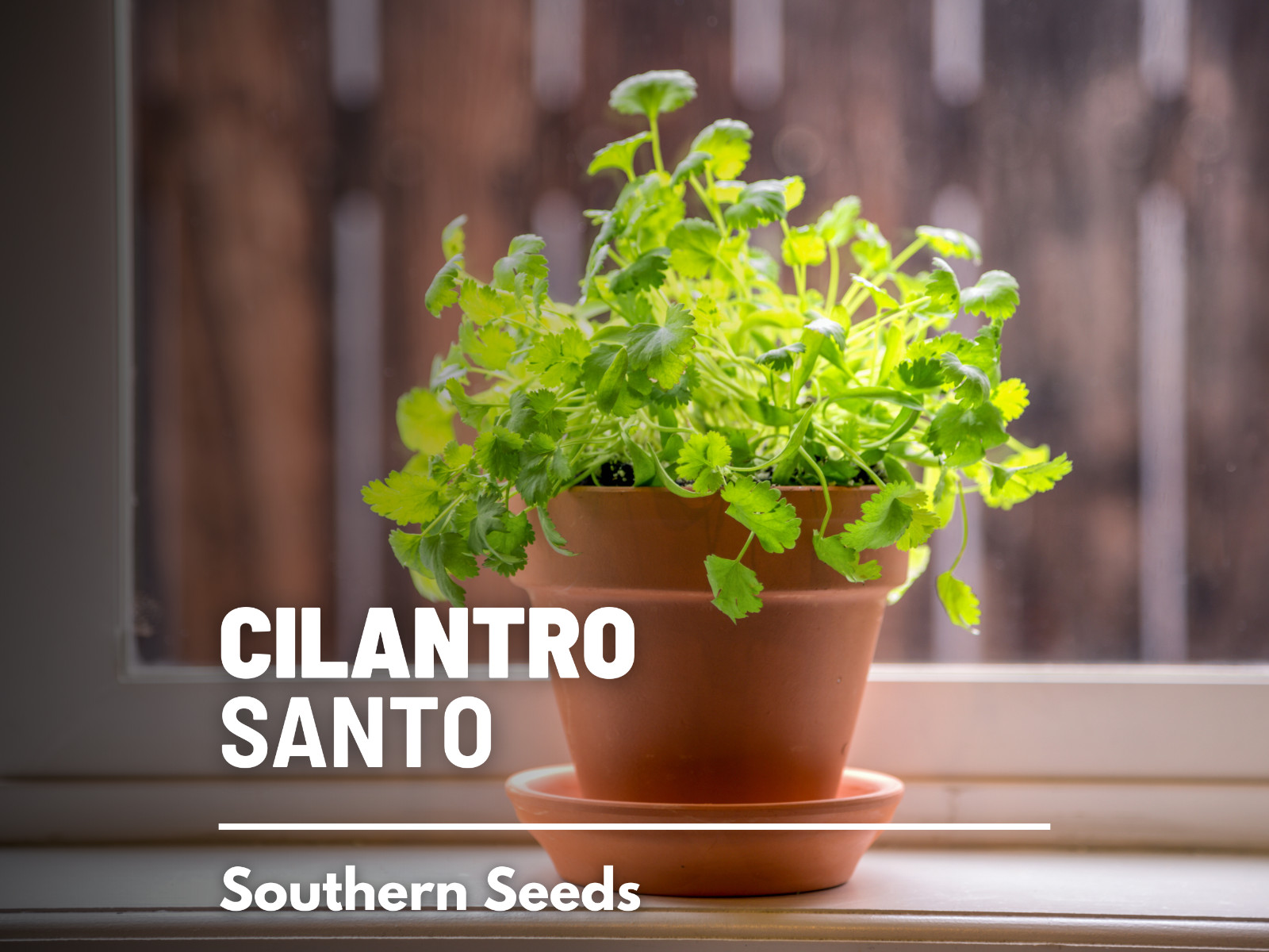 Cilantro (Coriander), Santo – Heirloom Seeds – Culinary & Medicinal Herb