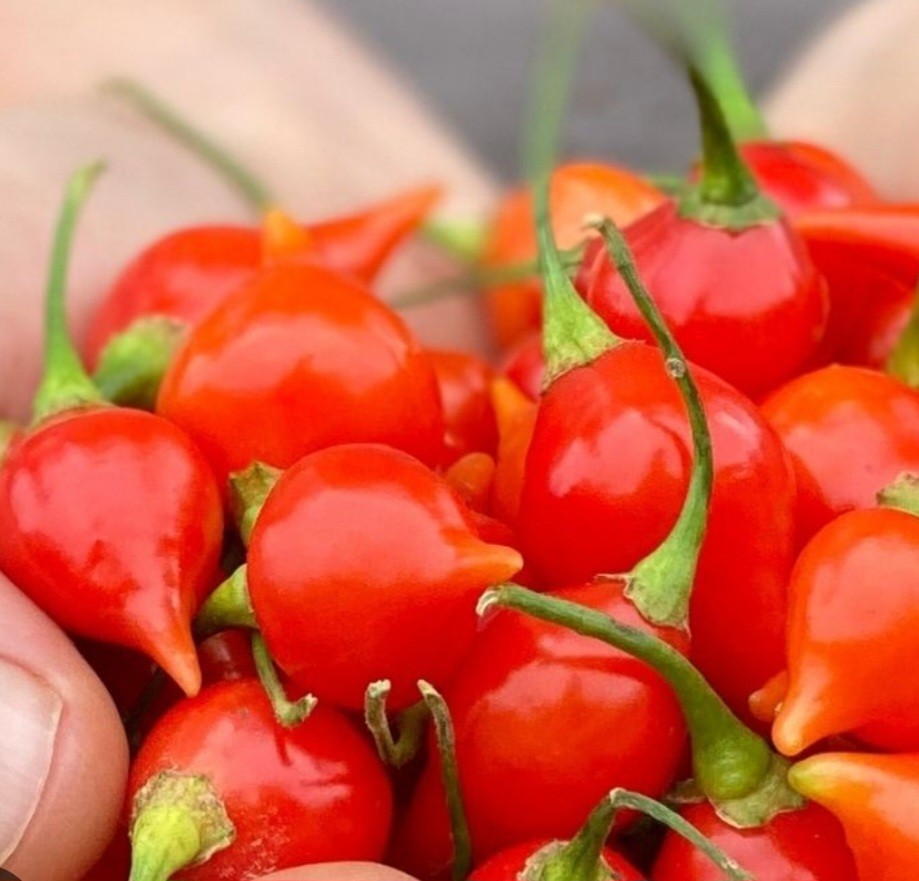 Assorted Pepper Seeds 9 Different Varieties Include LEYSA -Fresh SAVE Gift