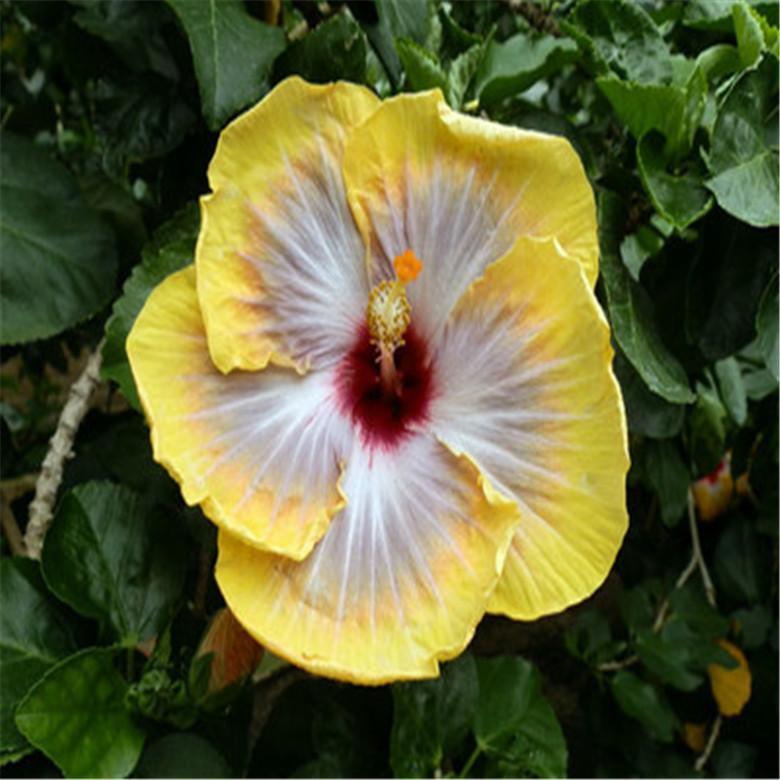 20 HIBISCUS FLOWER SEEDS rare exotic bloom plant garden bed bush germination