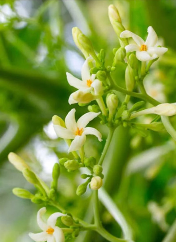 Carica Papaya 20 Seeds, Tropical Papaya Fruit Tree