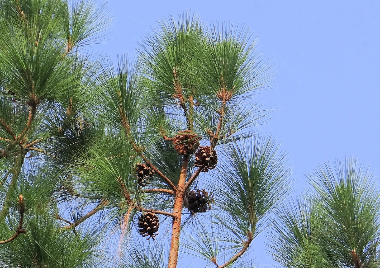 10 Seeds Pinus wallichiana Himalayan Pine Tree-Long needles Bonsai Seed Sale