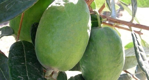 Pineapple Guava (Kakariki) 1 gallon size grafted plant