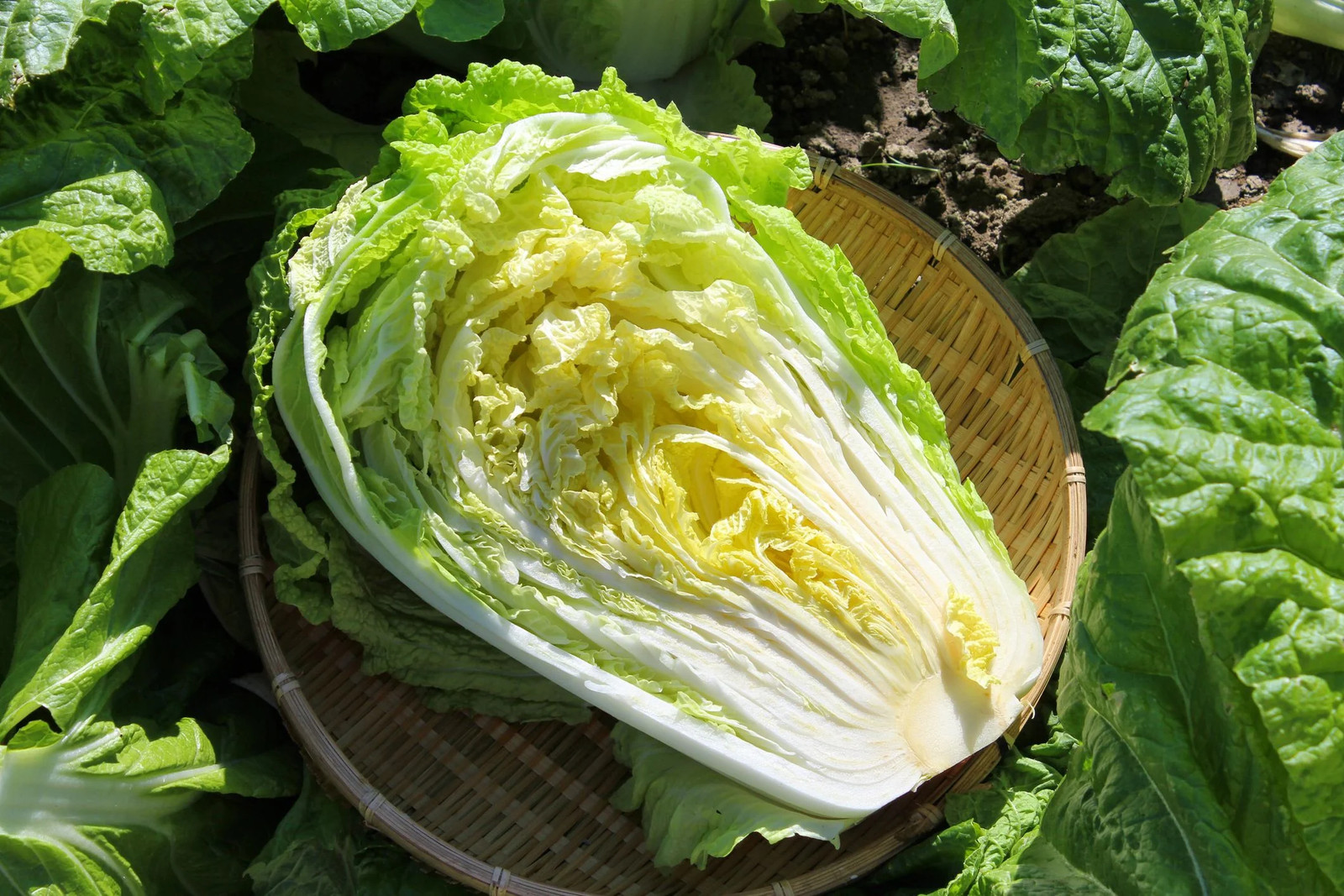 Yong Chinese Napa Cabbage Seeds | USA Lettuce Asian Bok Choy Fresh Seed 2024