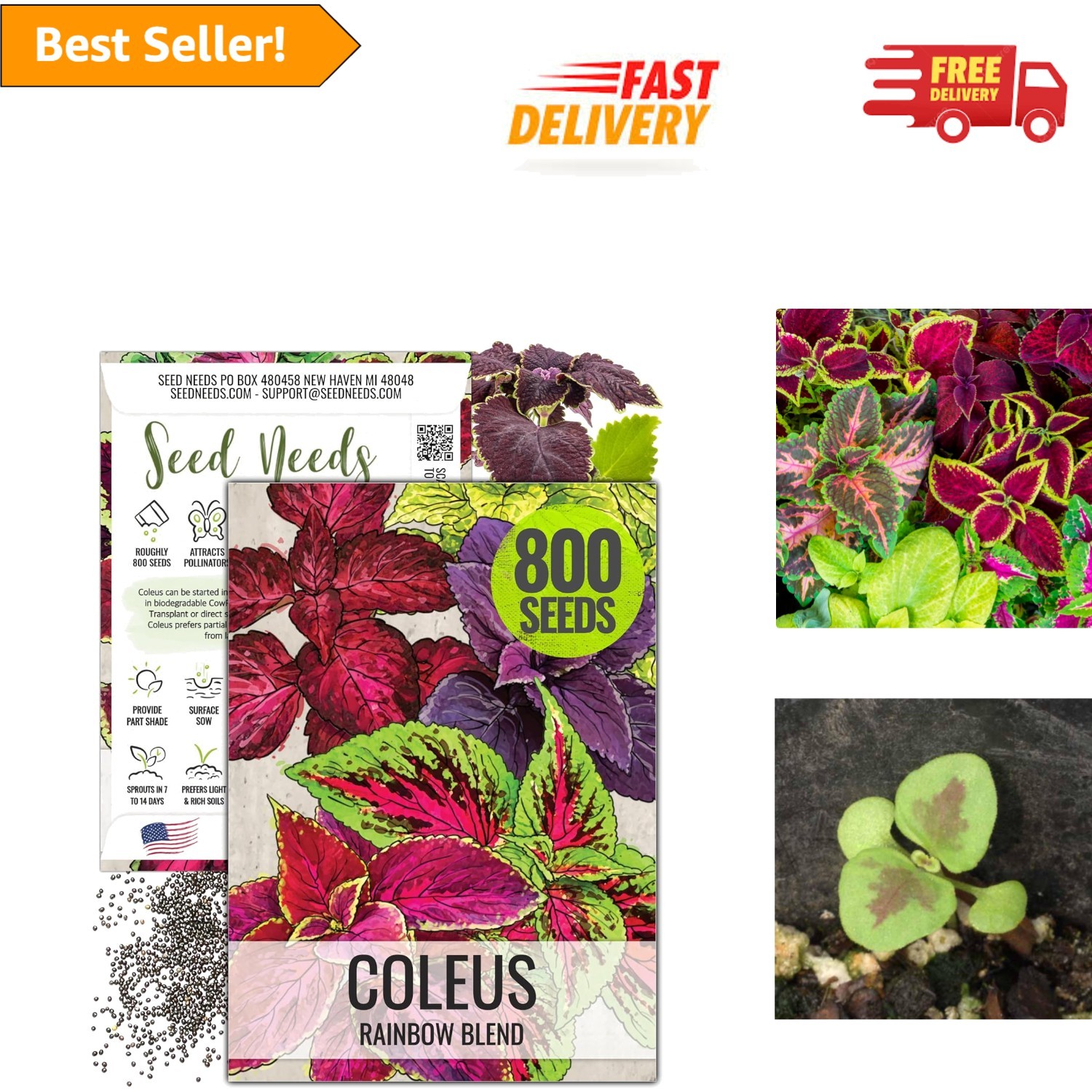 1 Pack of Heirloom Coleus Seeds – Vibrant Rainbow Nettle for Pollinator Gardens