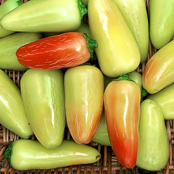 CAL ORO HOT pepper seeds NON-GMO improved heirloom variety YELLOW JALAPENO HOTT!