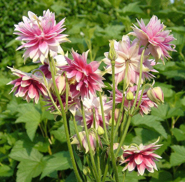 Aquilegia vulgaris var. stellata | Nora Barlow | 10 Seeds