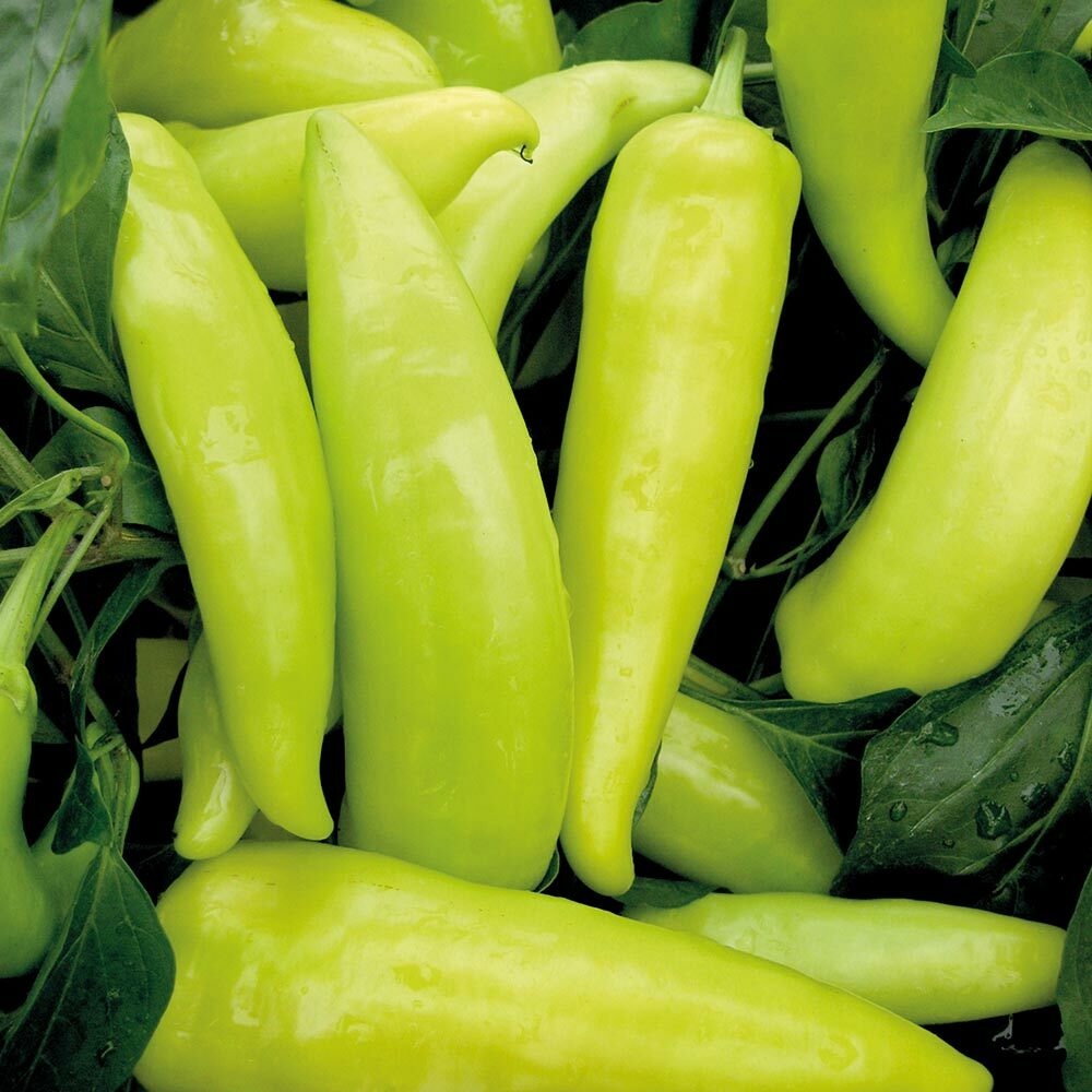 50+Hungarian Wax Sweet Pepper Seeds Sweet Banana Pepper yellow-red veggies USA