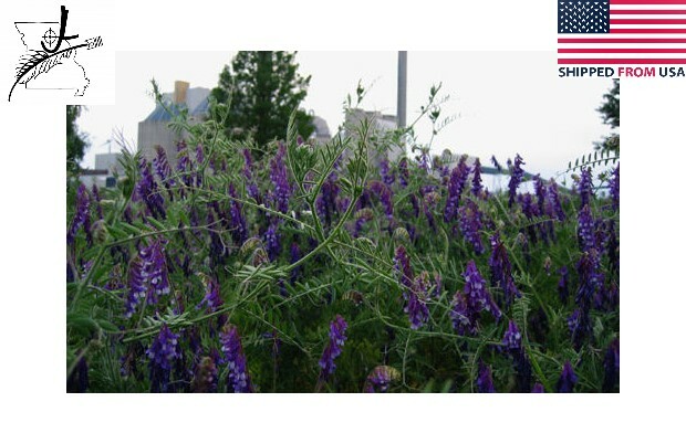 1/2 lb Hairy Vetch Seeds Nitrogen Fixer Cover Crop Deer Forage Food Plots 8 oz