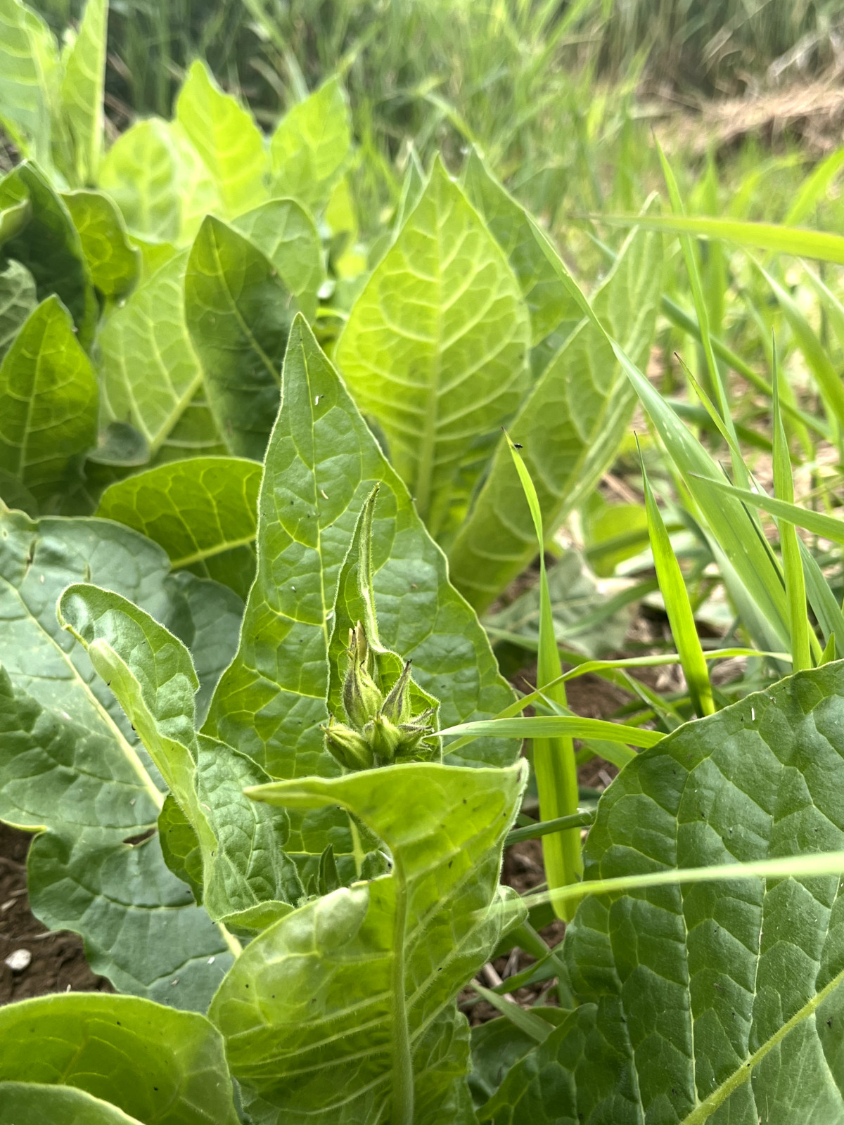 100+ Nicotiana alata Seeds – Organic ‘Jasmine Tobacco’ Seeds