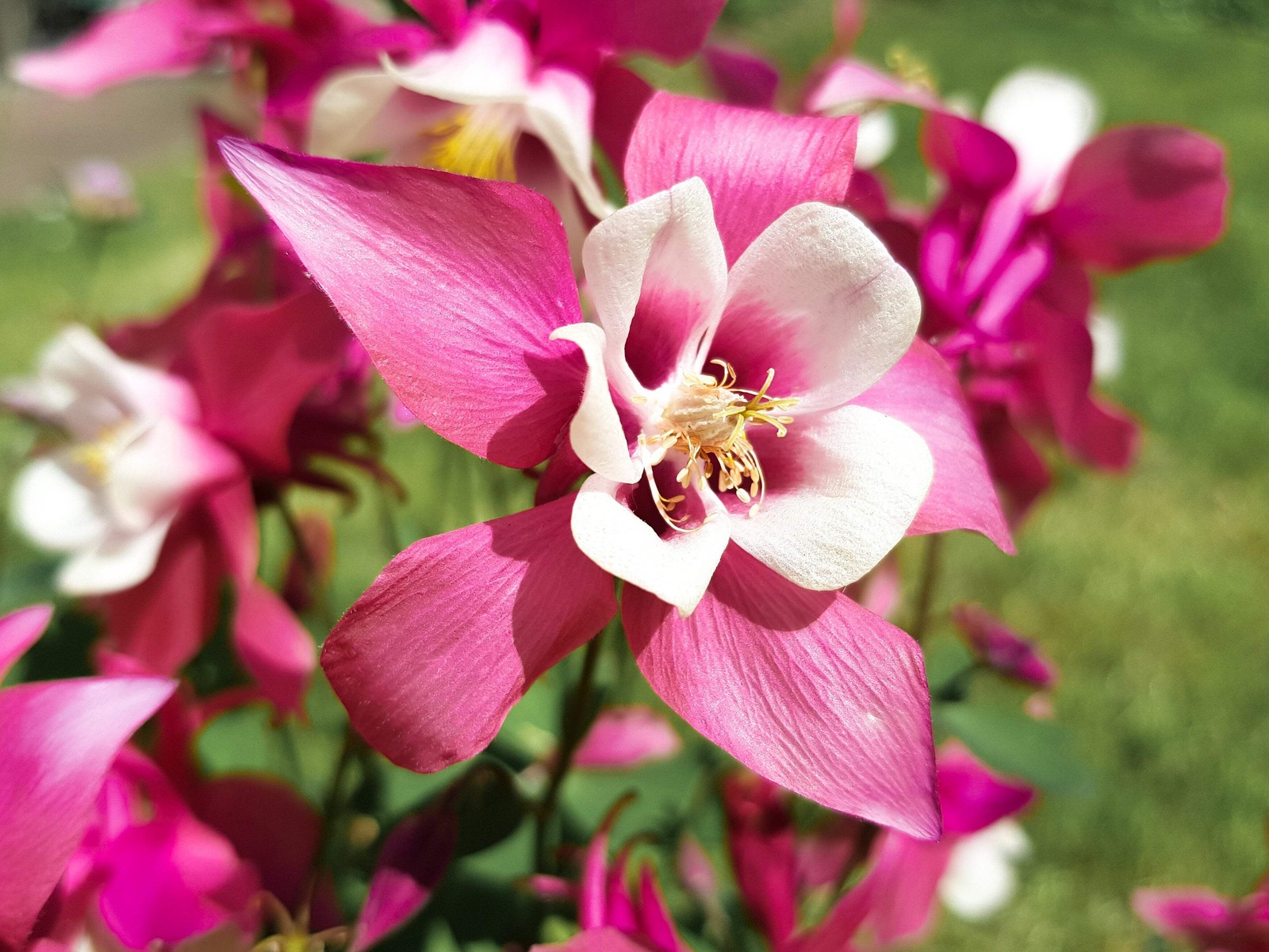50 Mixed Colors MCKANAS GIANT COLUMBINE Aquilegia Vulgaris Flower Seeds