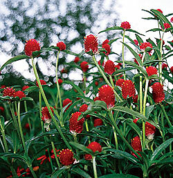 Gomphrena Woodcreek 500 seeds