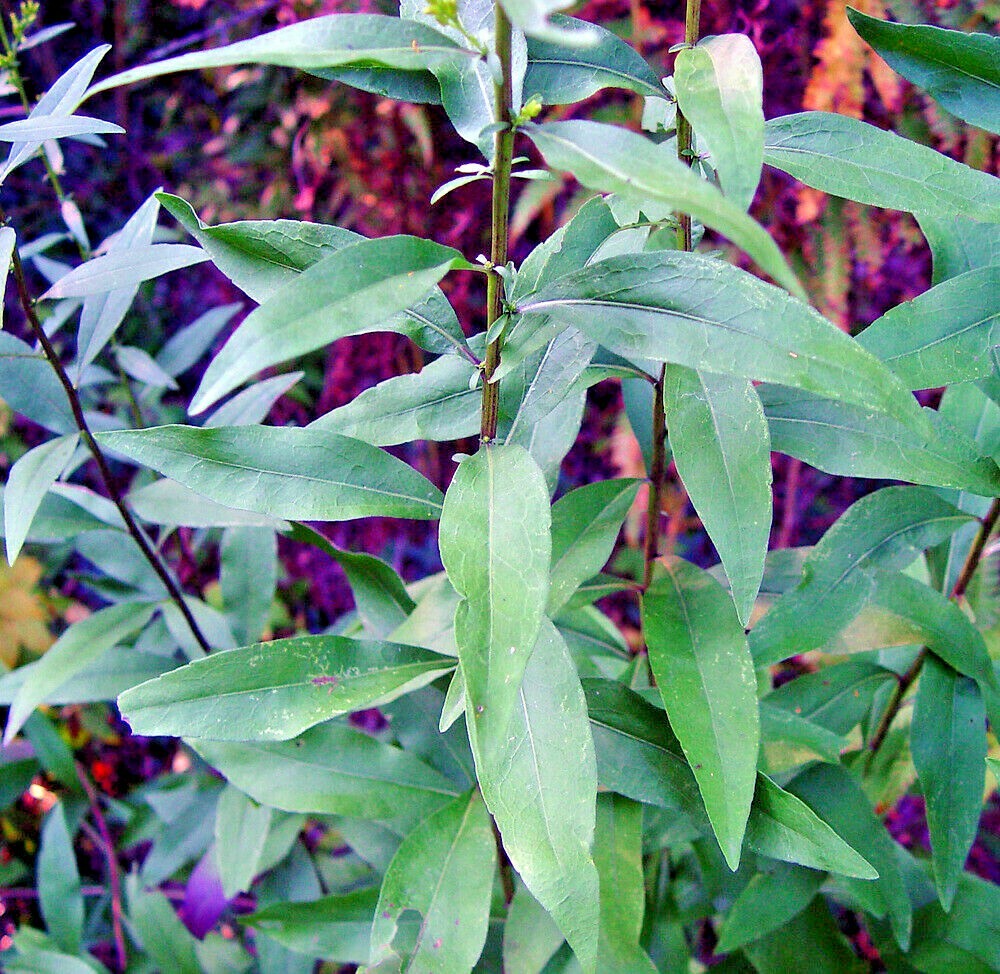 101+SHOWY GOLDENROD Seeds Perennial Native Wildflower Pollinators Autumn Flowers