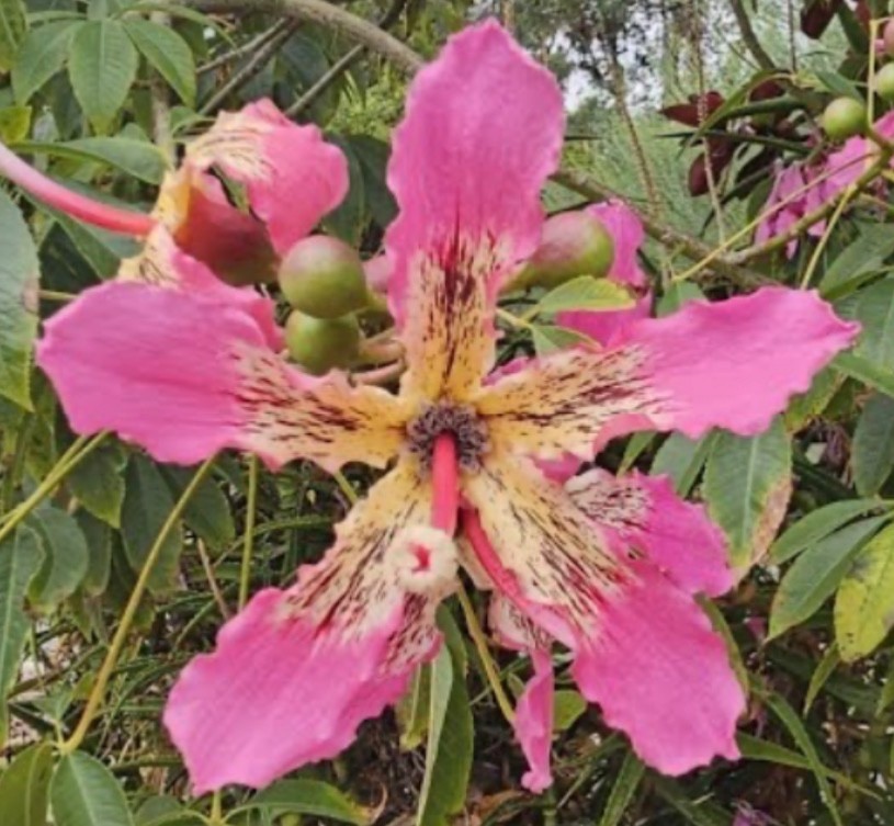 Silk Floss Tree Seeds (Ceiba speciosa) Hot Pink Flower Tree – Palo Borracho –