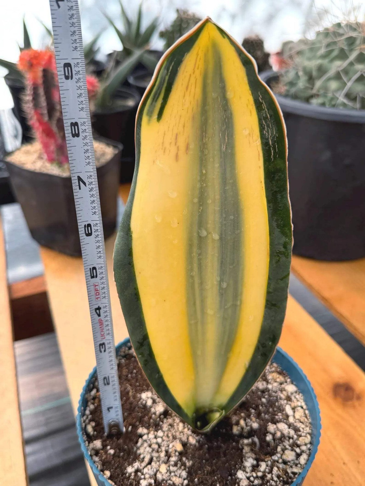 Variegated Sansevieria Whale Fin | Rare Snake Plant | Easy Care Live Houseplant
