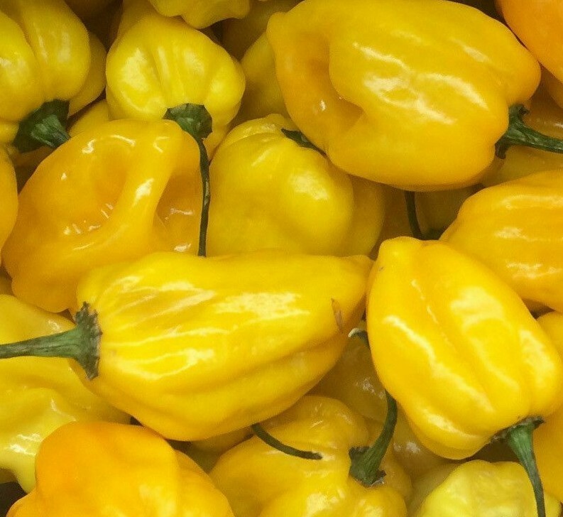 LEMON HABANERO HOT PEPPER SEEDS 30+ HOT & SPICY salsa SAUCE FREE SHIPPING