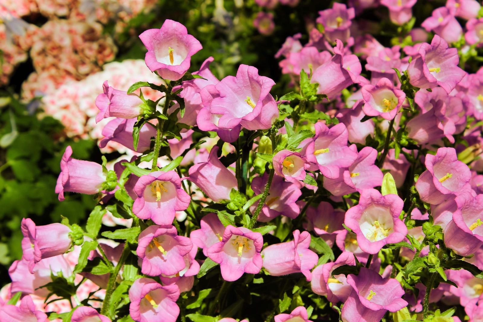 200 ROSE PINK CANTERBURY BELLS – CAMPANULA Medium Flower Seeds *Comb S/H