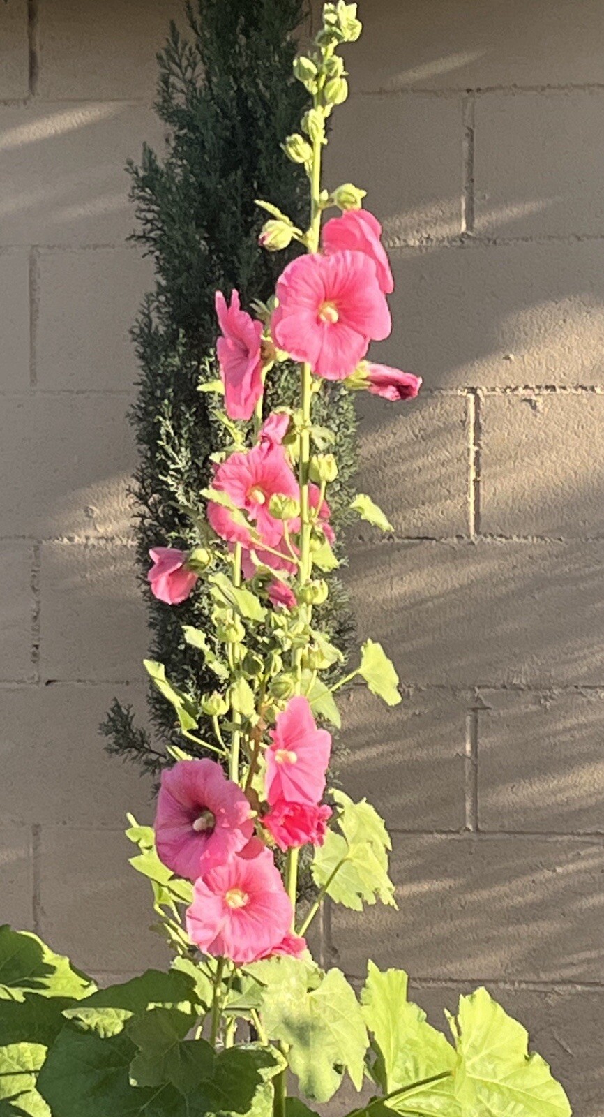 30+ SEEDS INDIAN SPRINGS HOLLYHOCK ALCEA ROSEA, Buy2get2Free(add2tocart)