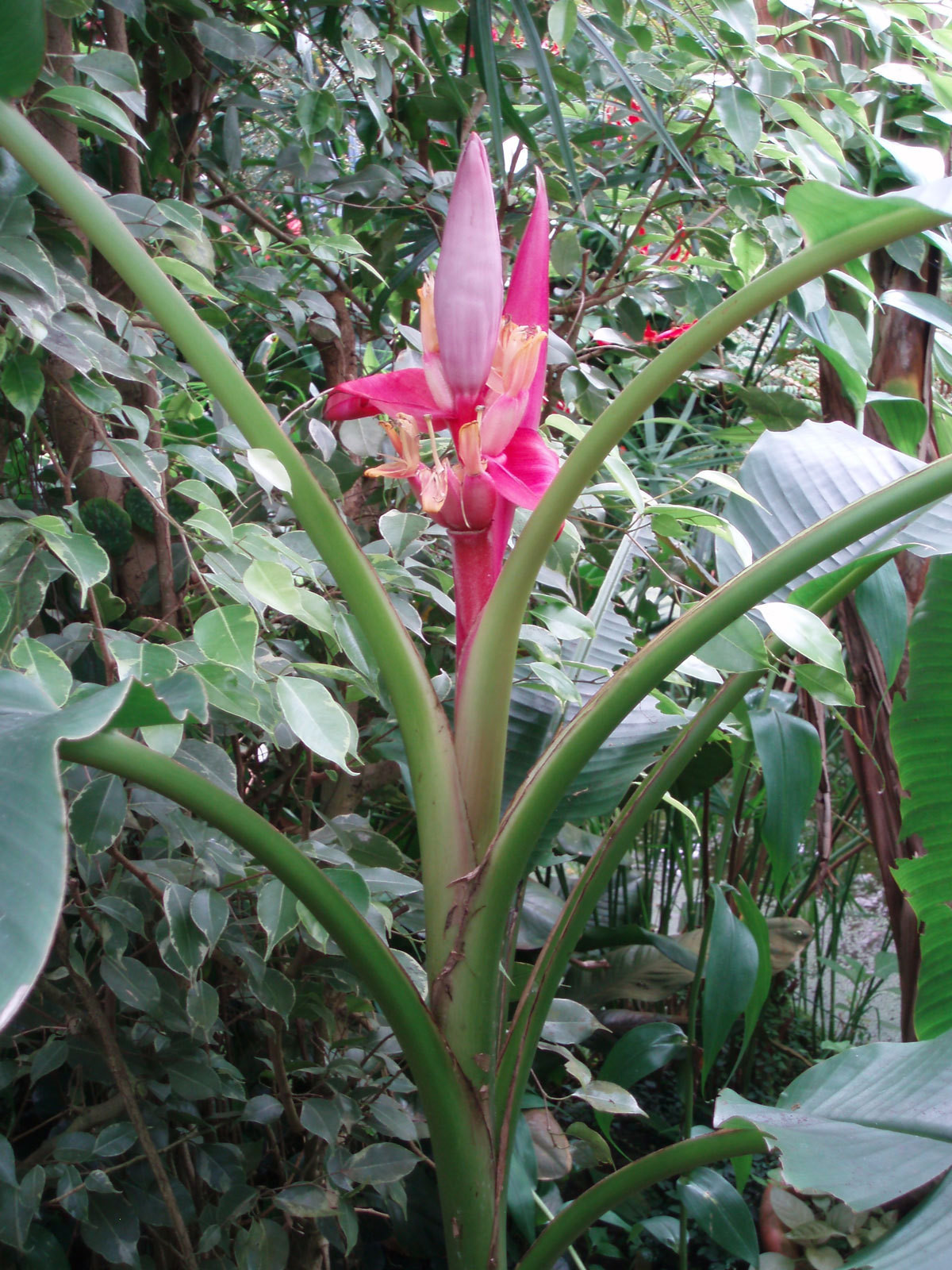 Musa velutina | Hairy Pink Banana | 10_Seeds