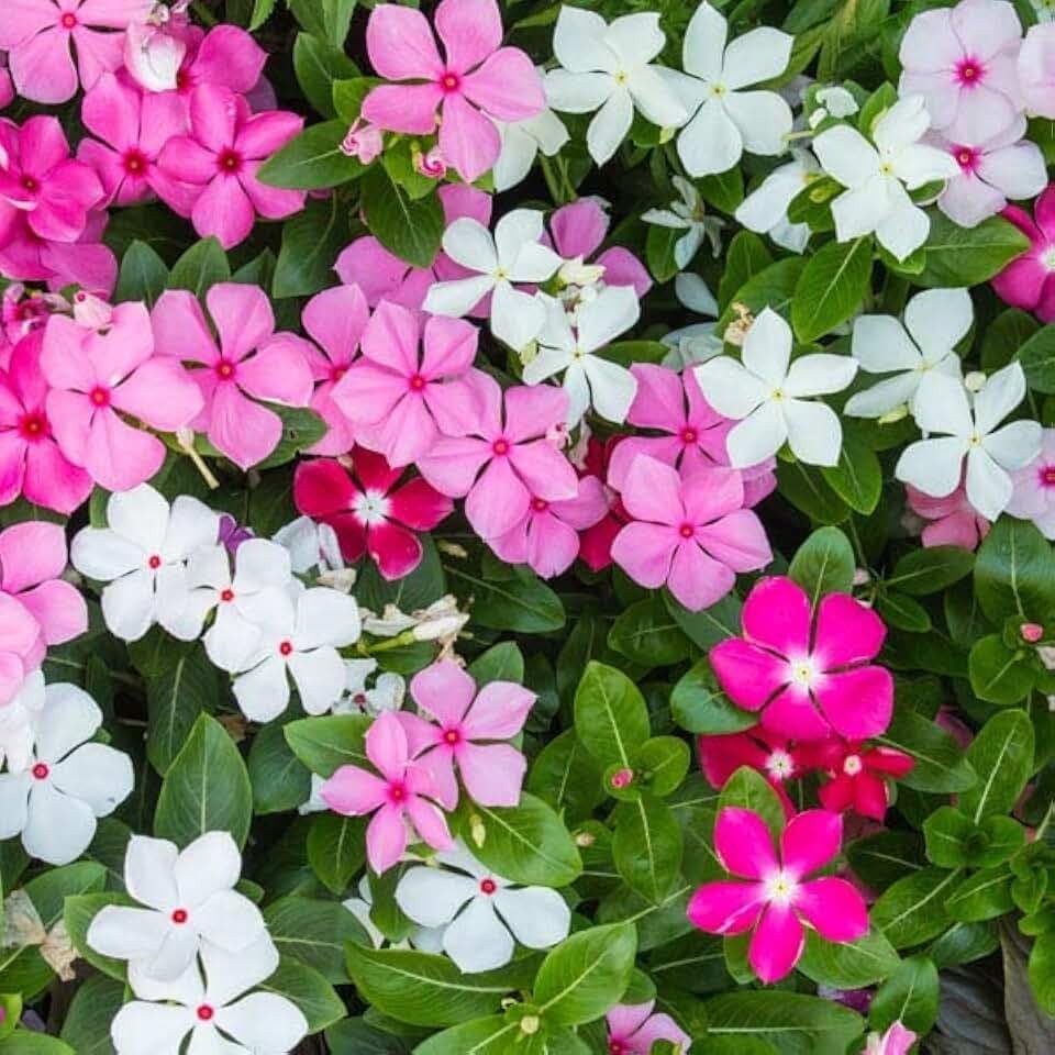 – Seeds Cape Madagascar Periwinkle Mix Vinca Rosea Perennial Flowers for Plan…