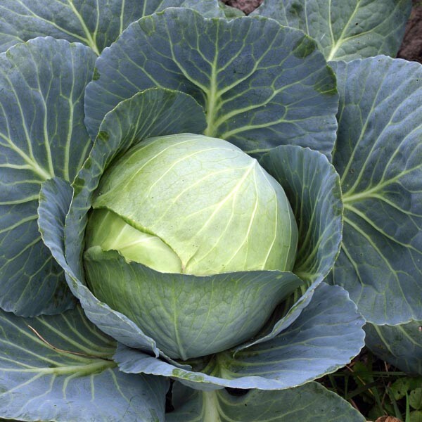 Cabbage Seed: Stonehead Cabbage Seeds. Fresh Seed. FREE Shipping!!!!!