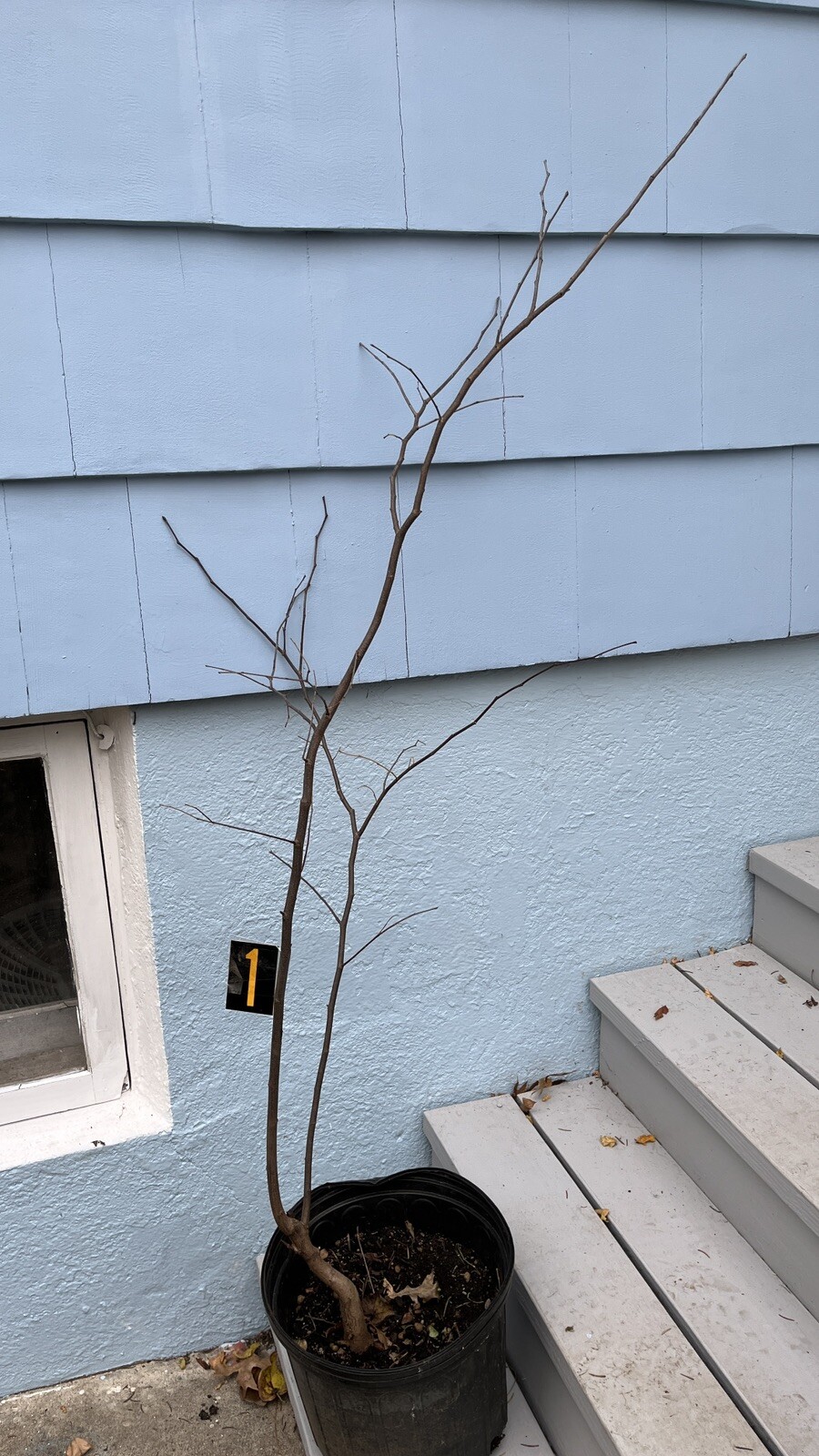 Exact plant #1 shown Eastern Redbud Cercis canadensis 5-6 ft tall