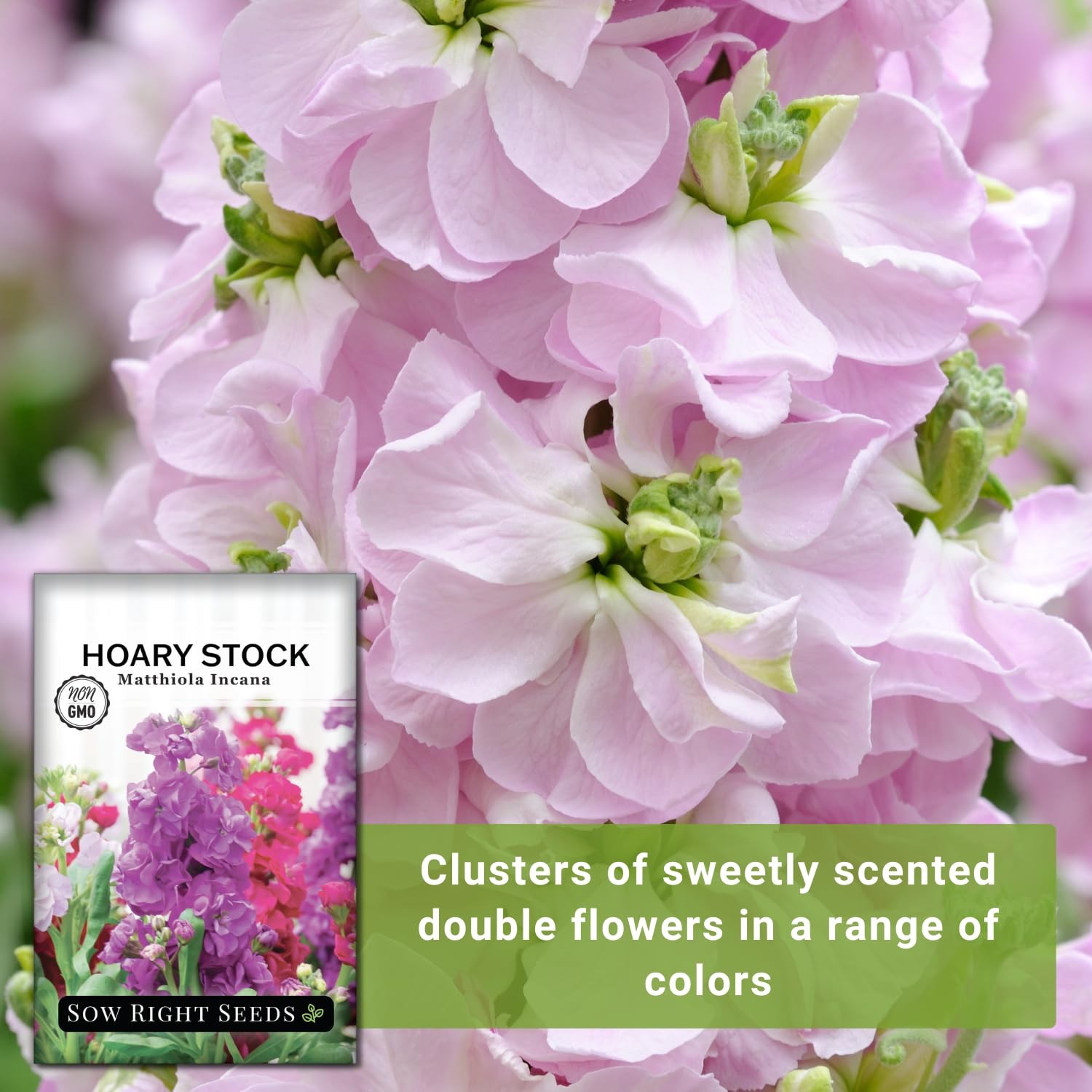 – Hoary Dwarf Mix Stock Seeds for Planting – Non-GMO Heirloom Packet with Ins…