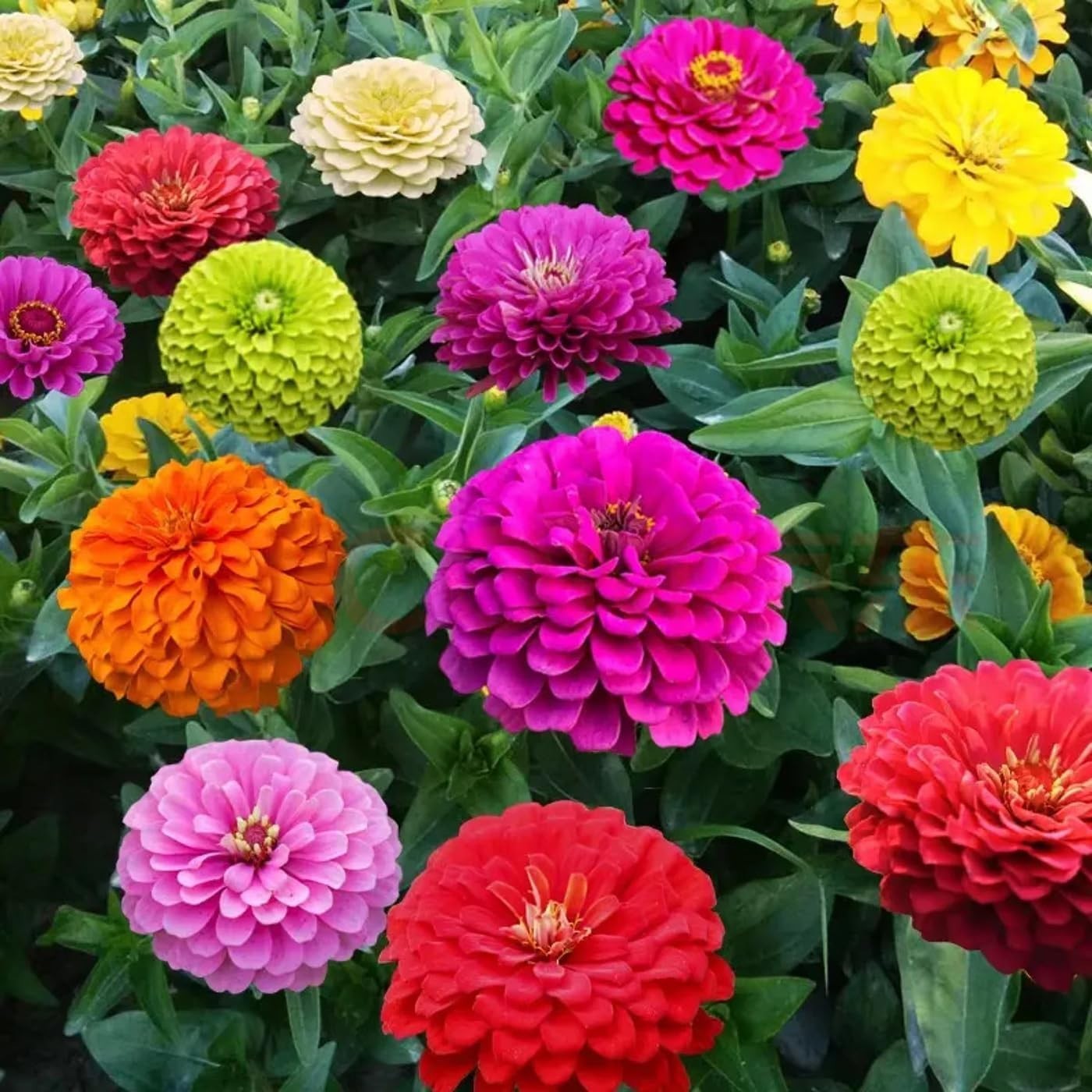 1000+ Mix Zinnia Seeds – Heirloom, Resistant, Full Sun, 8in