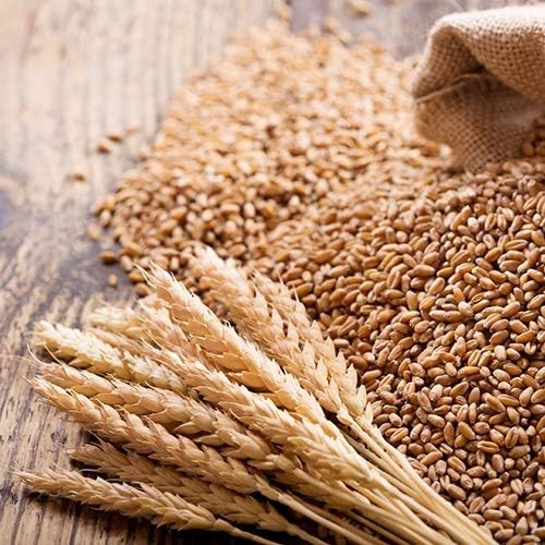 Nature Jims Sprouts Wheatgrass Seeds – 100% Organic Wheat Grass Seed for Sprouti