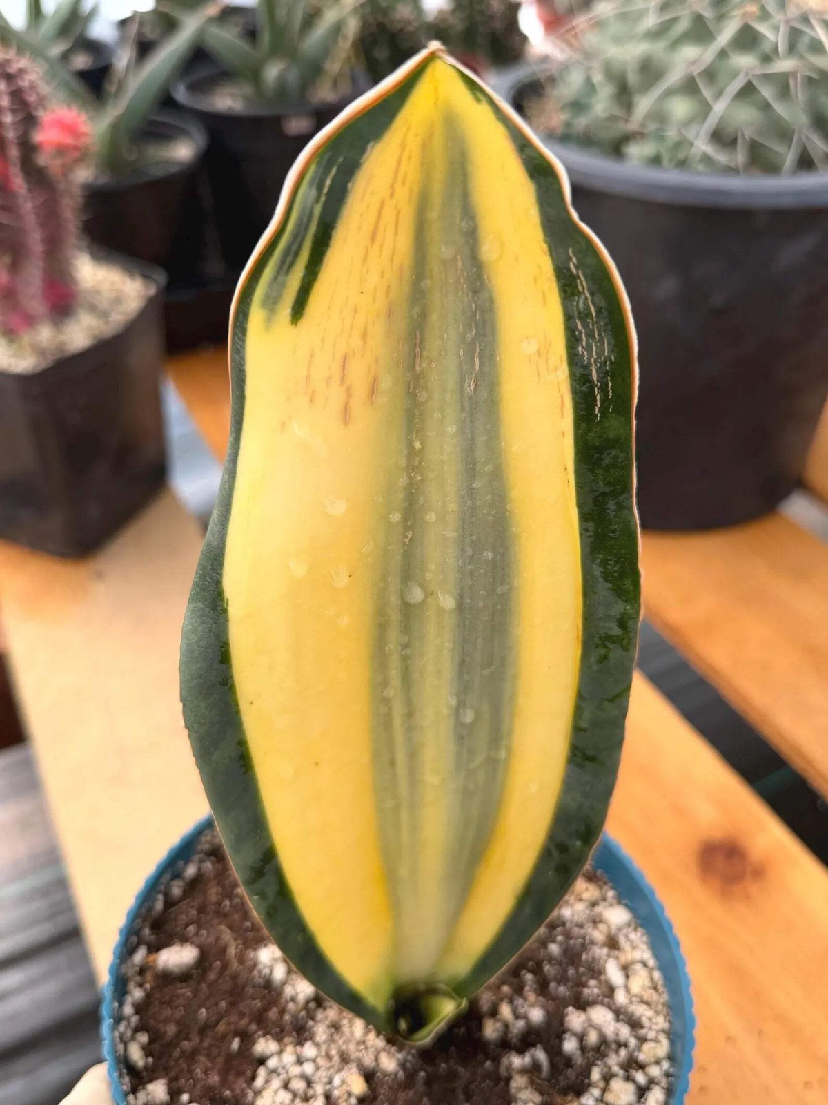 Variegated Sansevieria Whale Fin | Rare Snake Plant | Easy Care Live Houseplant