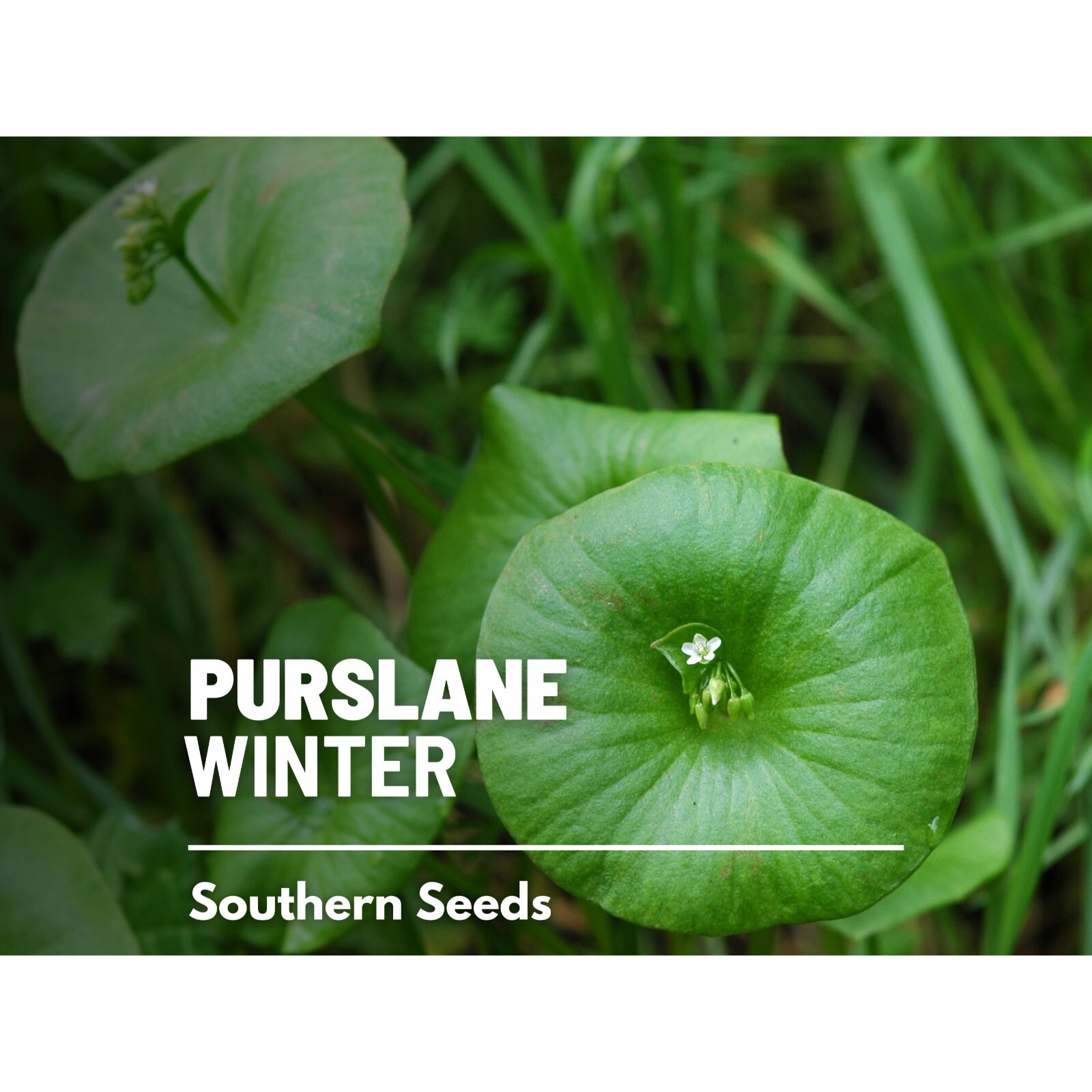 Purslane, Winter (Miner’s Lettuce) – 100 Seeds – Heirloom – Medicinal & Culinary