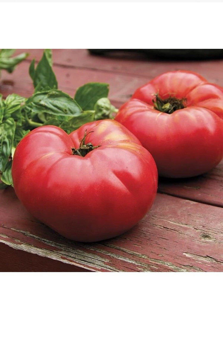 100 Heirloom Pink Brandywine Tomato Seeds – The Best Sandwich Tomato There Is!!